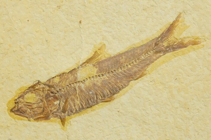 Detailed Fossil Fish (Knightia) - Wyoming #363860